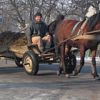 В результате ДТП в Новгородской области погибла лошадь