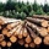 Более 100 запросов поступило в комитет лесного хозяйства и лесной промышленности Новгородской области по льготной заготовке и вывозу поваленного в результате стихии леса