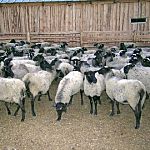 В Новгородской области открыто крупное овцеводческое хозяйство 