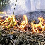 В первую неделю мая новгородский лес горел дважды