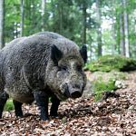 В Новгородской области выявлена африканская чума свиней 