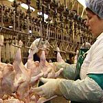 Работники птицефабрики «Новгородская» угрозой забастовки добились майской зарплаты 