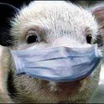 Африканская чума свиней вернулась в Новгородскую область