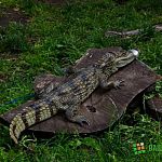 Фотофакт: в парке демонстрируют крокодила с заклеенной пастью