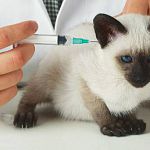 Наркополиция готова разрешить российским ветеринарам использовать кетамин