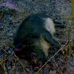 АЧС: всех кабанов и свиней в частных и охотничьих хозяйствах уничтожат