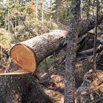 Бывший сотрудник окуловского лесничества осуждён на три года за незаконную рубку леса