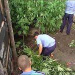 Новгородская полиция завершила расследование дела о выращивании конопли в помещениях «Бекона»