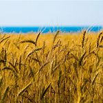 Новгородская область обязалась удвоить объём продукции сельского хозяйства к 2020 году 