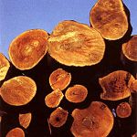 Благодаря новому закону жители Новгородской области смогут заготавливать в три раза больше древесины 