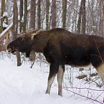 Житель Новгородской области ответил за лося 
