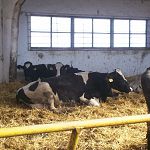 Страховая компания выплатит новгородскому предприятию 10 миллионов за выбракованных коров