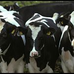 Группа компаний «Belousov Group» планирует приобрести молокозавод в Новгородской области