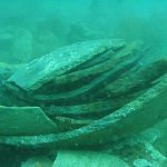 Новгородская полиция проверила подводных археологов 