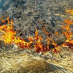 Во время пала сухой травы в Боровичах человек получил ожог  90% тела