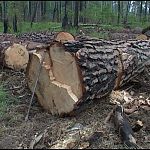 В Боровичском районе предприниматель попался на незаконной рубке леса 