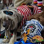 В Великом Новгороде наряжаются не только люди: фестиваль моды домаших животных