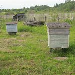 В Новгородской области судебные приставы арестовали пчёл