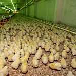 В Новгородской области произойдут сокращения на трёх птицефабриках 