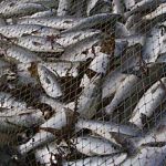 Две с половиной тысячи тонн рыбы за год выловили в Новгородской области по официальным данным