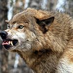 В деревне под Марёвом волки загрызли восемь собак