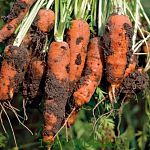 Новгородская область по итогам 2012 года оказалась среди лидеров по производству моркови 