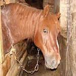 В Любытинском районе электричку заменила лошадь