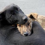 В России предлагают запретить отстрел бездомных животных