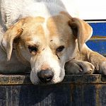 В блоге новгородского губернатора мэрия сообщила о чудесном спасении собаки 