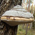 Десять дней  блуждавший в Новгородской области поисковик питался в лесу чагой