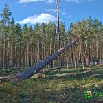 Сергей Митин пригласил белорусов пилить и перерабатывать новгородский лес