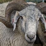 В Солецком районе арестовали барана и 25 овец