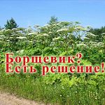 Нарушителя ПДД в Новгородской области отправили косить борщевик
