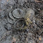 На раскопе в Старой Руссе нашли девять колец (как у Толкина)
