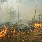 За выходные в Новгородской области потушили очаги пожаров в лесах трёх районов