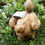 Фотофакт: на новгородском огороде откопали гигантскую картошину по имени Елизавета