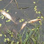 В Новгородской области зафиксирована гибель рыбы, предполагаемая причина – сброс стоков с птицефабрики 