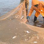 В Новгородской области рыболовы-браконьеры уходили от преследования на тракторе 