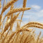 Новгородские аграрии намолотили зерна в полтора раза больше, чем в прошлом году