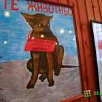 В Новгородской области готовят закон о защите бездомных животных
