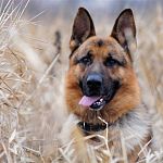 Служебная собака «Зеро» взяла след преступников, укравших девять килограммов копчёной колбасы 