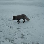 Новгородские рыбаки встретили на льду Ильменя песца 