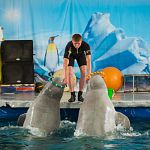 Сотрудников гастролировавшего в Великом Новгороде дельфинария обвинили в жестоком обращении с животными 