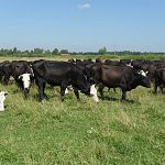 Новгородская область получит на развитие молочного скотоводства меньше соседних регионов