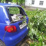 Фотофакт: в Великом Новгороде на машину упал крупный сук дерева