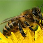 Новгородка не смогла доказать, что укусившая её пчела принадлежит соседу