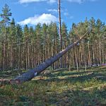 Депутат Госдумы направил запрос Генпрокурору по поводу незаконной вырубки леса в Новгородской области