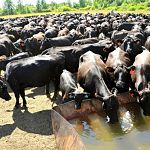 В Новгородской области развивается производство говядины 