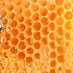 В Новгородской области пройдут конкурс лучших пчеловодов и «Медовая сказка» 