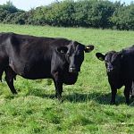В Боровичском районе планируется построить крупные фермы по выращиванию коз и коров абердин-ангусской породы